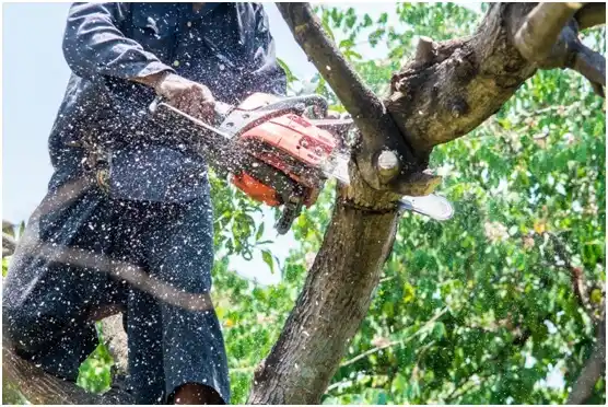 tree services West Union